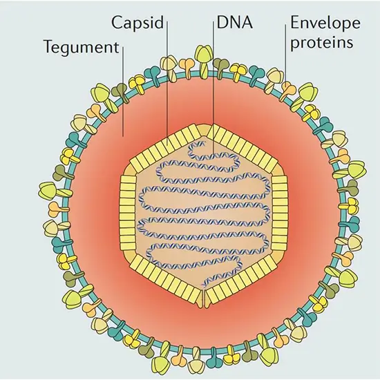 varicella zoster virus (vzv) antibodies panel igg and igm test